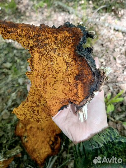 Березовый гриб чага