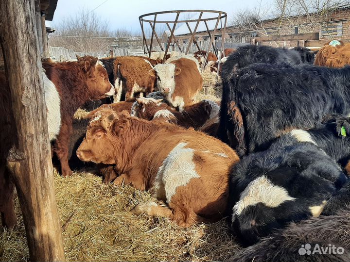 Бычки телочки герефорды сементалы белоголовые