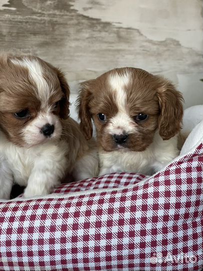 Кавалер кинг чарльз спаниель щенки