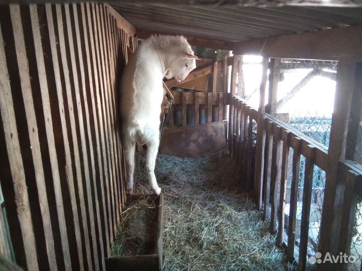 Козел зааненский