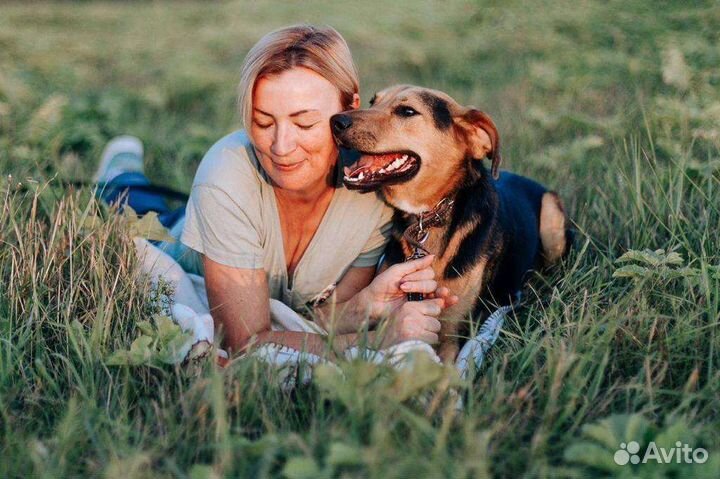 Молодой пёс кобель ищет семью