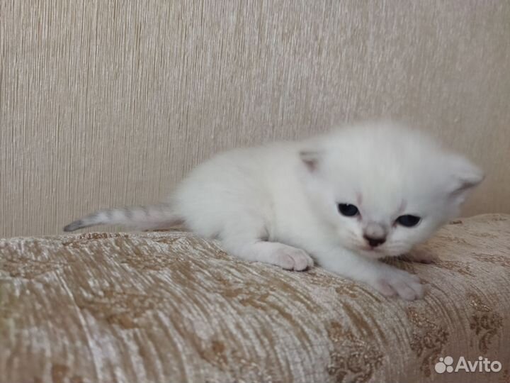 Шотландские вислоухие котята