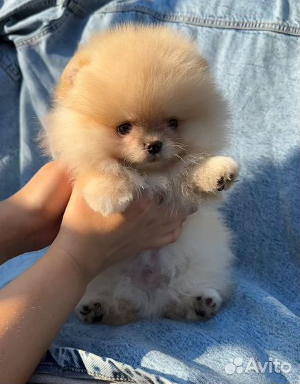 Маленький шедевр. Мини мальчик