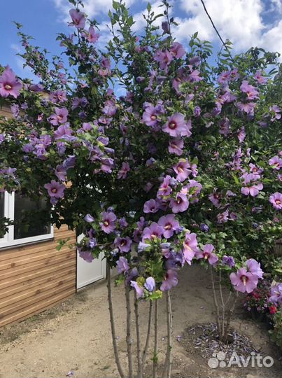 Гибискус древовидный