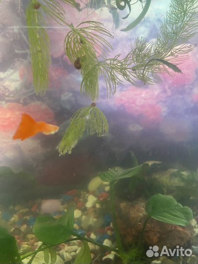 Аквариум