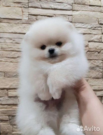 Померанский шпиц медвежьего типа