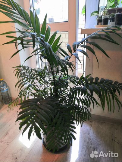 Пальма хамедорея