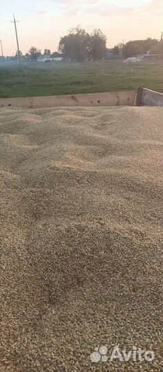 Продам ячмень