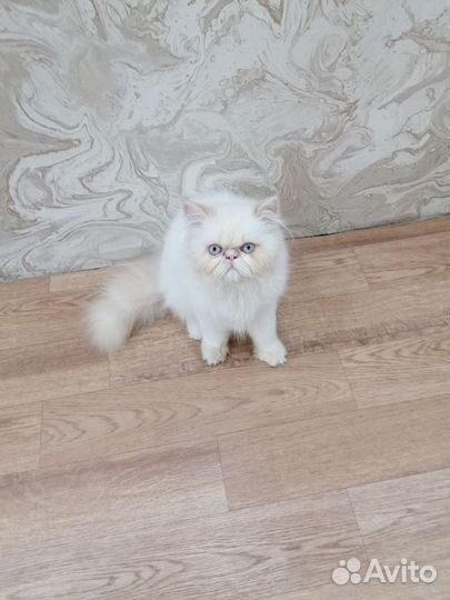 Экзотический котенок