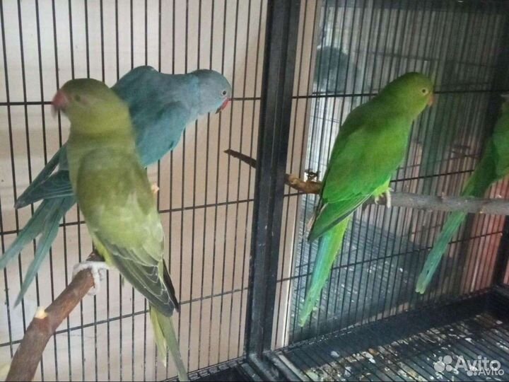 Попугай корелла