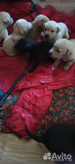 Продам щенков Лабрадора