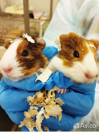 Морские свинки малыши