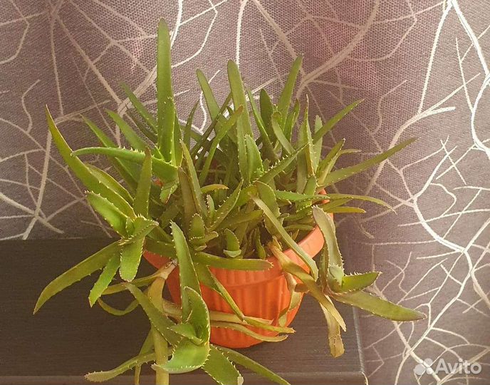 Цветы для дома