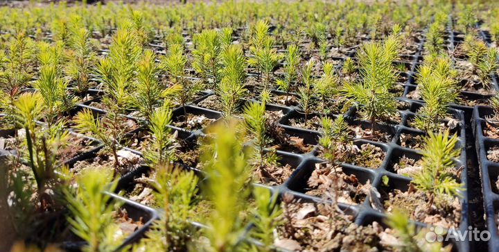Сеянцы сосны обыкновенной (зкс)