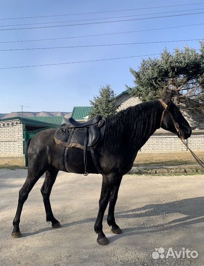 Жеребец Карачаевской породы