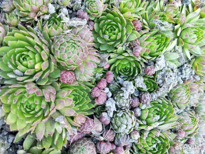 Молодило каменная роза