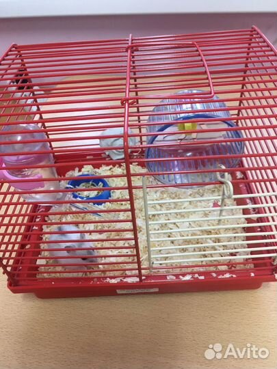 Джунгарский хомяк с клеткой