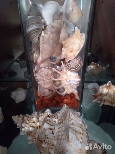 Раковины морские