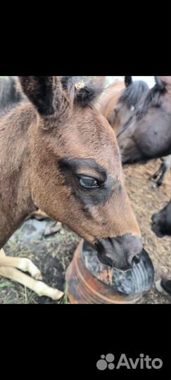 Чубарый Мерин, клеппер жеребенок, тракененская