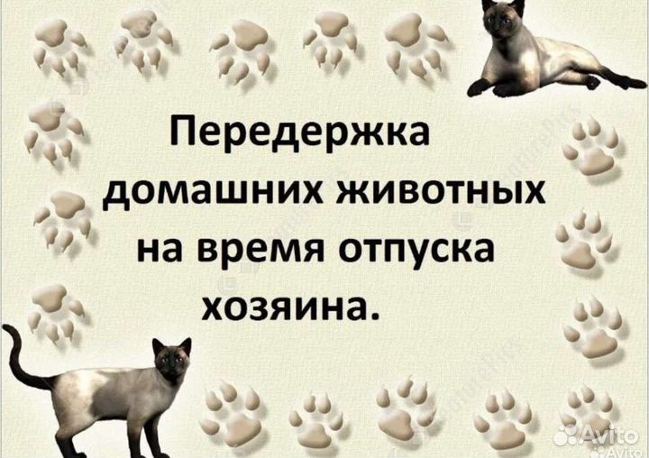 Домашняя передержка