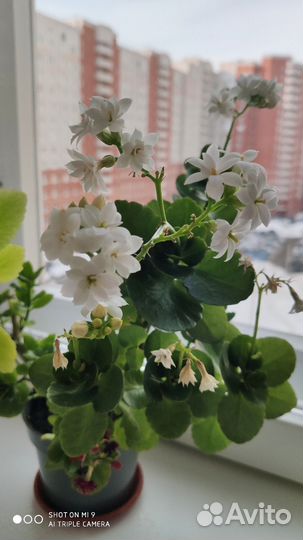Каланхоэ