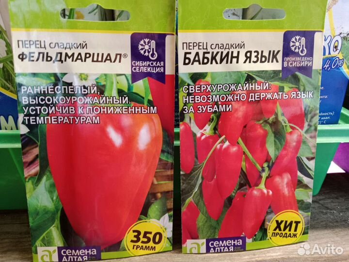 Рассада баклажан и перца