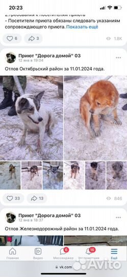 Собаки потеряшки