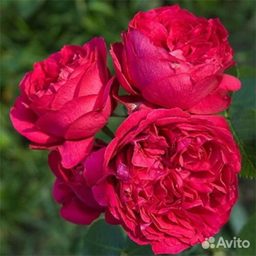 Парковые розы саженцы Ред Эден Роуз