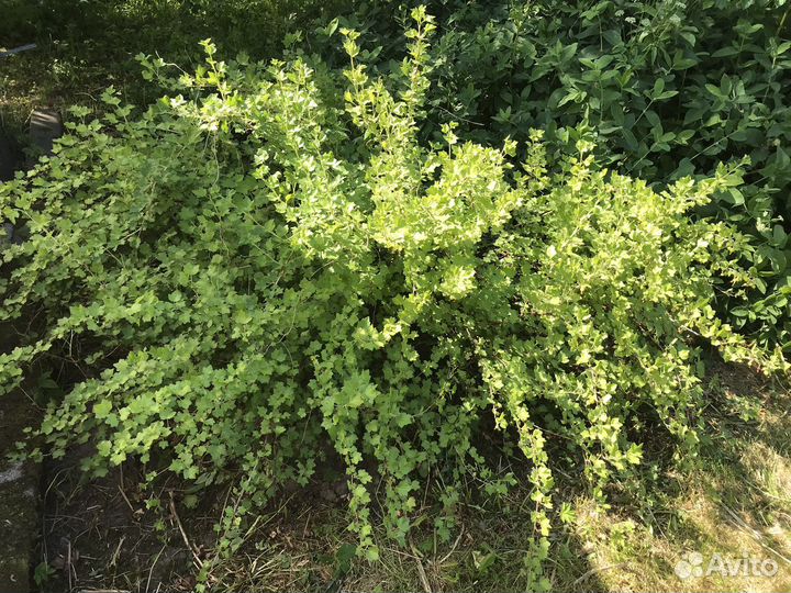 Крупный куст крыжовника