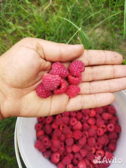 Малина саженцы