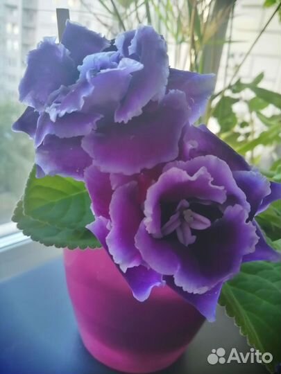 Глоксиния (лист)