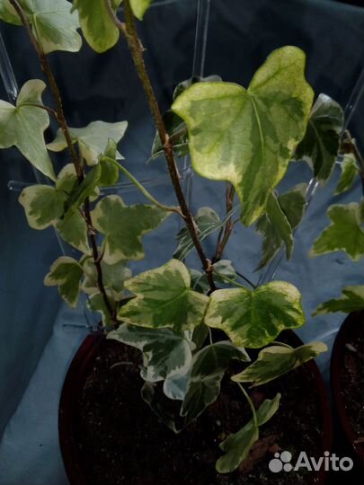 Плющ хедера, вариегатный