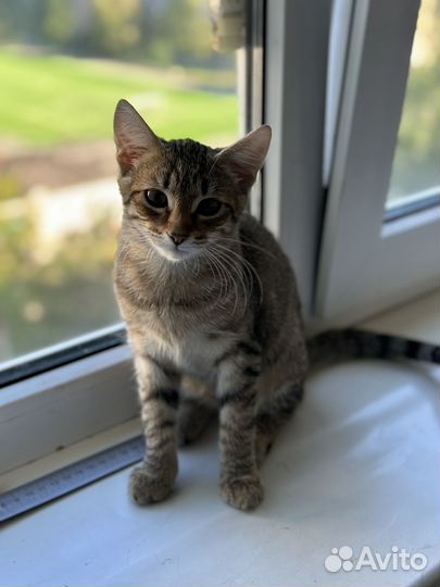 Котенок Кошка девочка