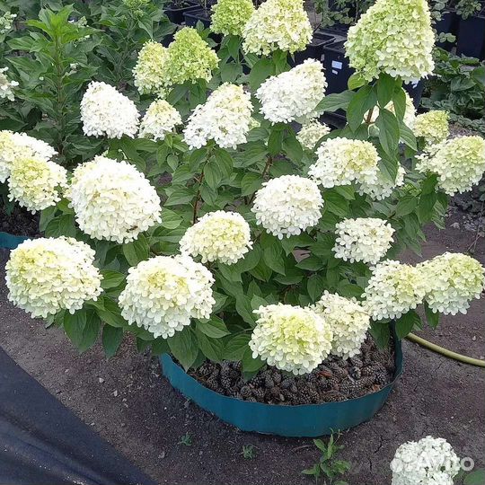 Растения для сада