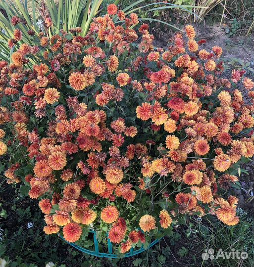 Хризантема кустовая