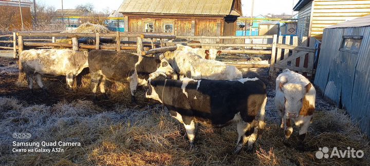 Быки, бычки,телята, крс на откорм