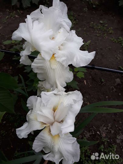 Ирис бородатый белый