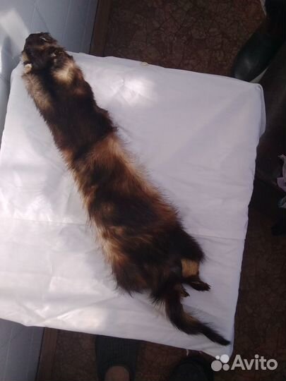 Шкурка хорька