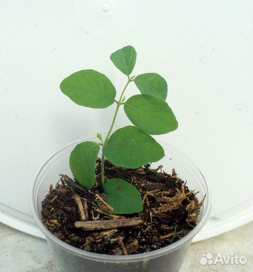 Снежноягодник розовый