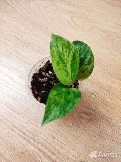 Эпипремнум марбл квин