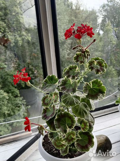 Фиалка, глоксинии, бегонии, герань