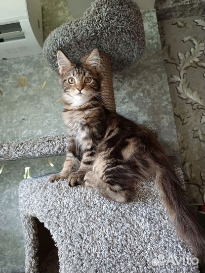Мейн-кун котёнок котик