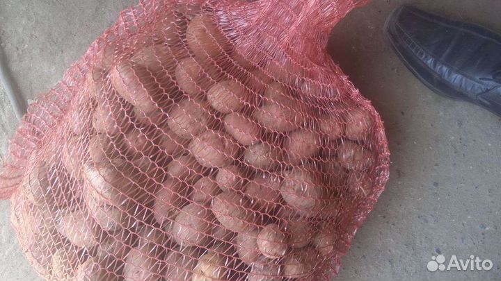 Семенной картофель адретта