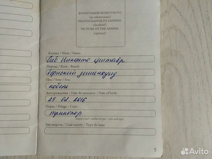 Бернский зенненхунд