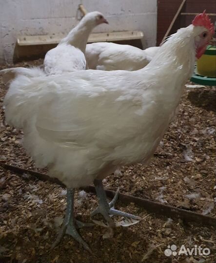 Молодые петухи