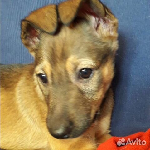 Щеночек в добрые руки