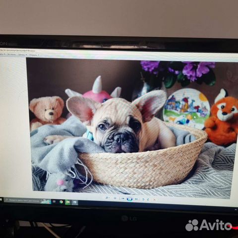 Собаки щенки маленькой породы купить в Москве  объявление продам