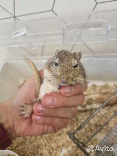 Мышки песчанки с клеткой