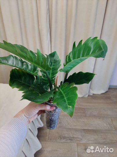 Филодендрон, аглаонемы, папоротники