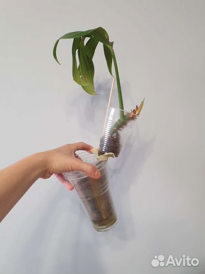 Рафидофора декурсива+монстера тонкая+медуза